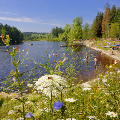 Bild vergrößern: Waldsee in Lindenberg im Allgäu im Sommer