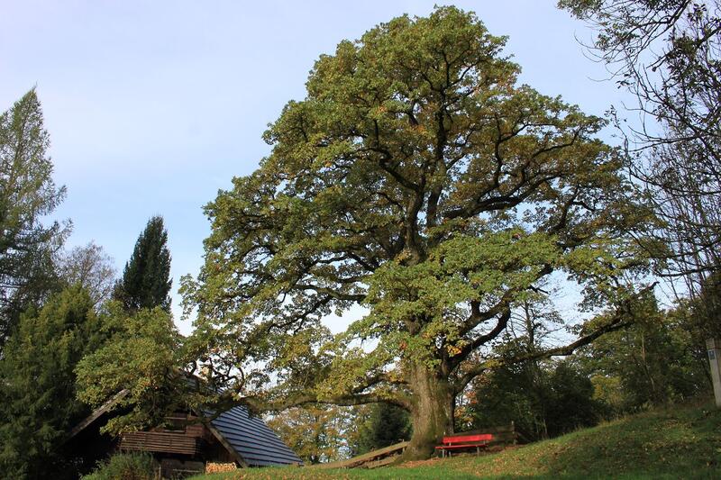 Bäume unserer Heimat erzählen Geschichten (Foto: Bernd Brunner, Landkreis Lindau)